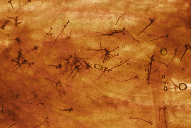 Inonotus cuticularis